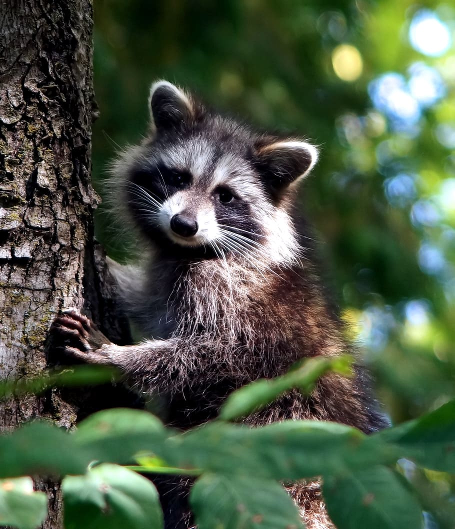 wildlife, mammal, animal, nature, cute, raccoon, furry, outdoors, tree, animal themes