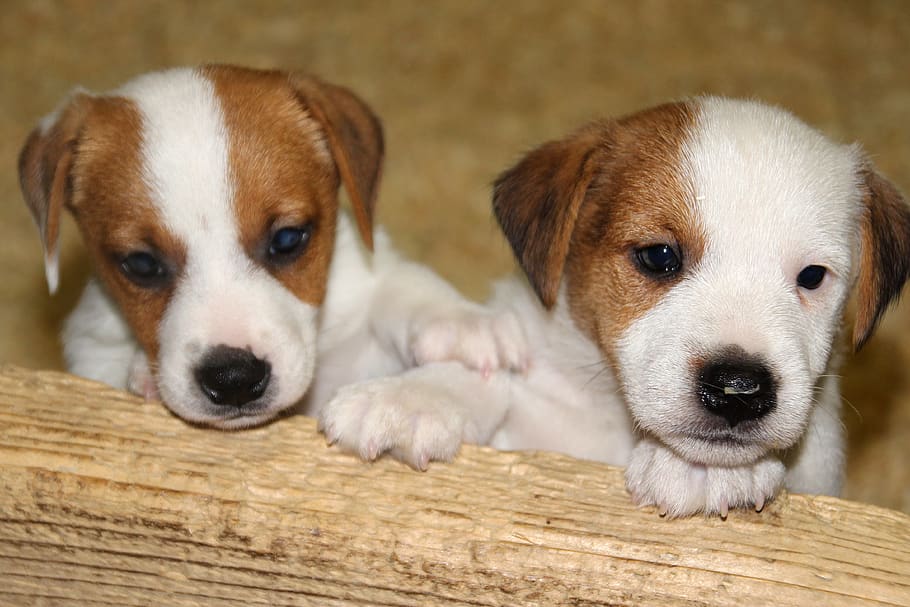 dog, pet, baby, jack russell, puppy, domestic, canine, pets, domestic animals, mammal