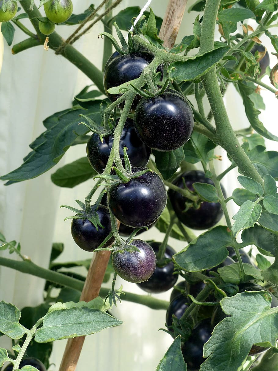 tomatoes, black, stems, greenhouse, seedlings, summer, fruit, food and drink, healthy eating, food