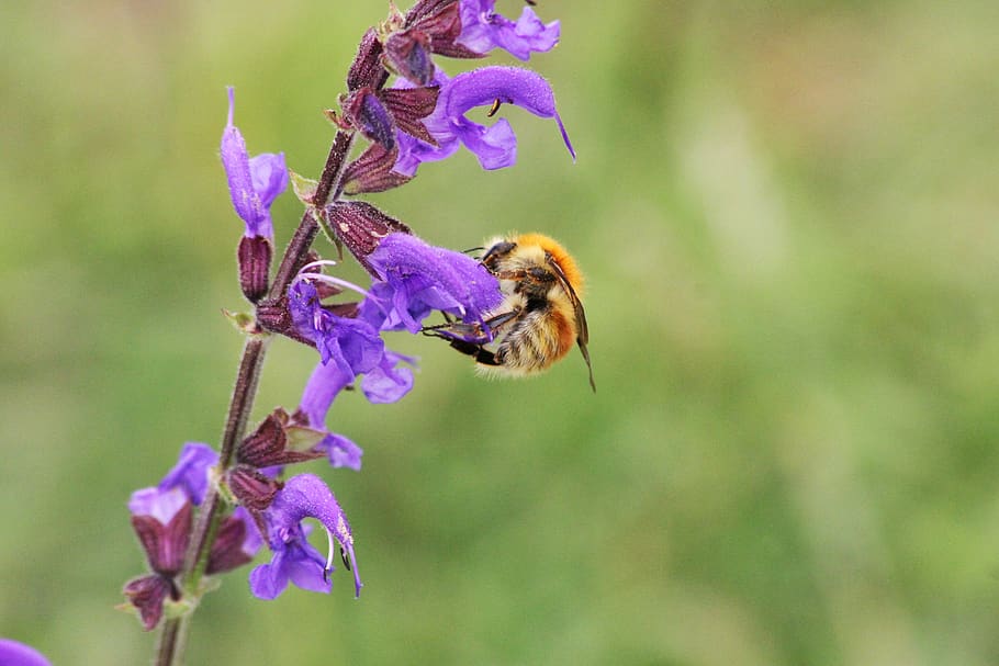 lebah, bourdon, serangga, bunga, madu, serbuk sari, alam, musim panas, tanaman, sayap