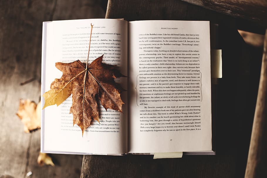 read, nature, literature, leaf, autumn, fall, knowledge, power, embrace, acceptance