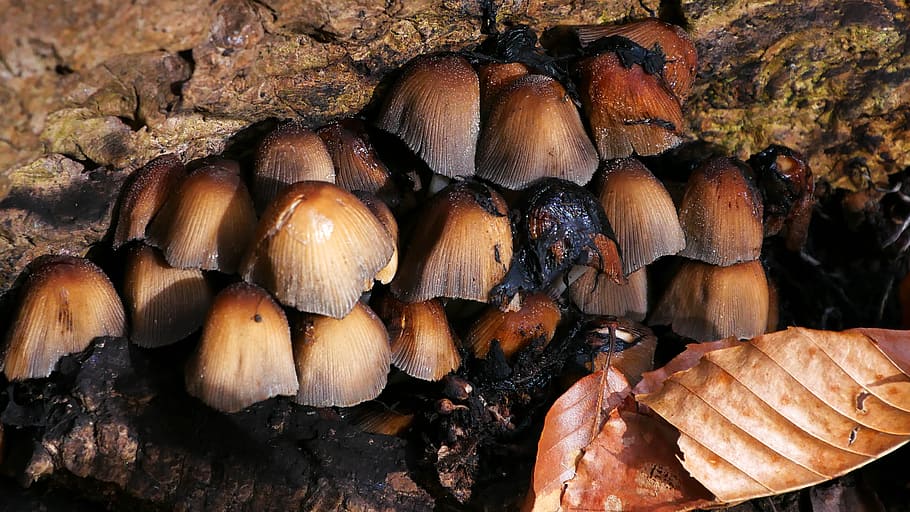 cogumelos, crescente, apodrecendo, caído, árvore, floresta, cogumelo, imagens de cogumelos, fotos de cogumelos, diferentes tipos de cogumelos