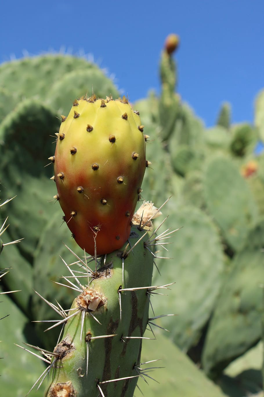 cactus, cactus fruit, spur, prickly pear, succulent plant, prickly pear cactus, plant, thorn, nature, focus on foreground