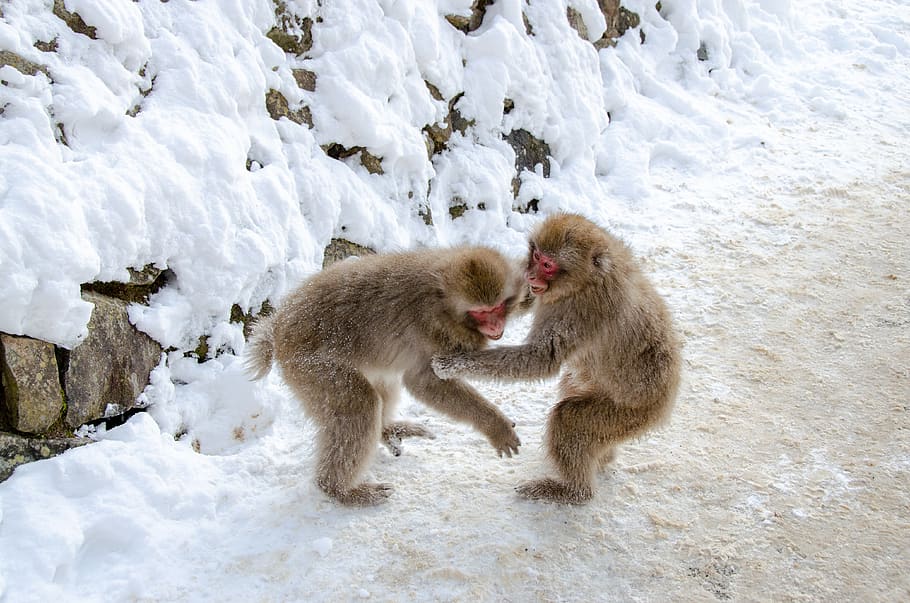 snow monkey, japanese macaque, japan, winter, wildlife, primate, snow, attraction, jigokudani snow monkey park, fighting
