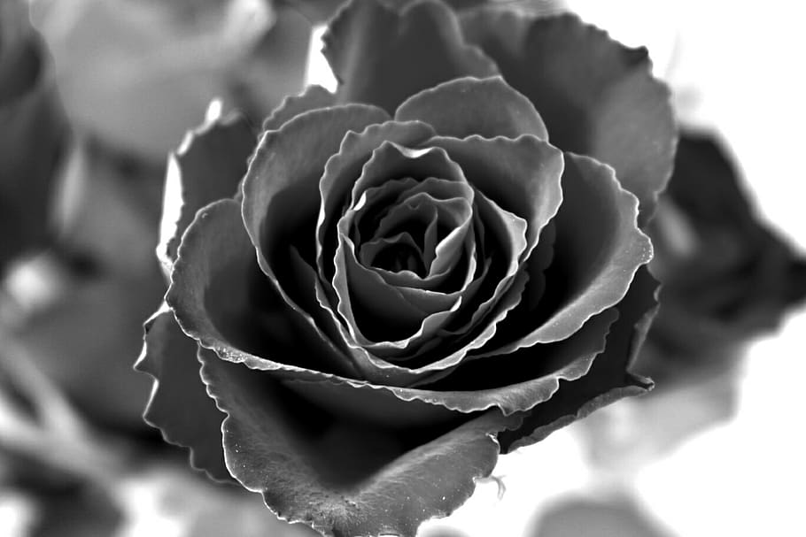 rose, blackrose, blackandwhite, photo manipulation, faded, sad, flower, flowering plant, beauty in nature, rose - flower