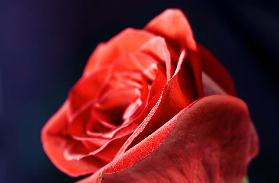 flower, con2011, nature, flowering plant, red, rose, beauty in nature, rose - flower, black background, close-up