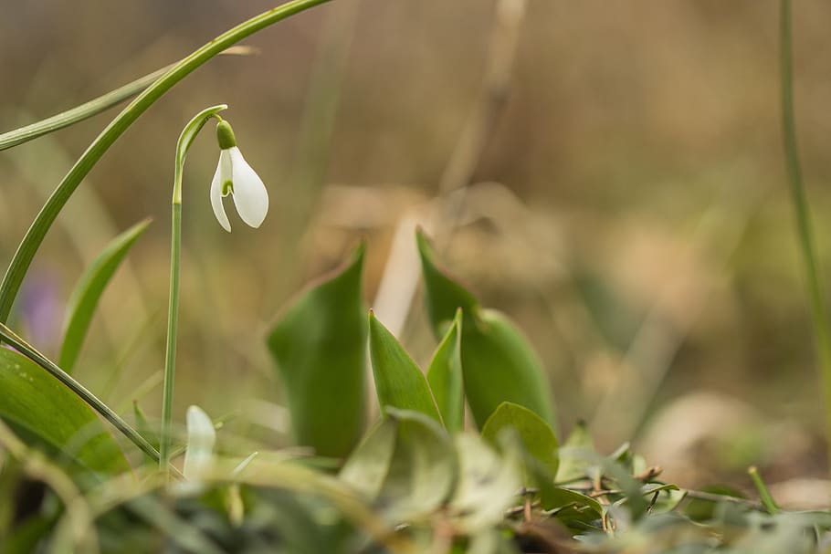 snow bell, close up, spring bells, garden, plant, growth, beauty in nature, selective focus, close-up, green color