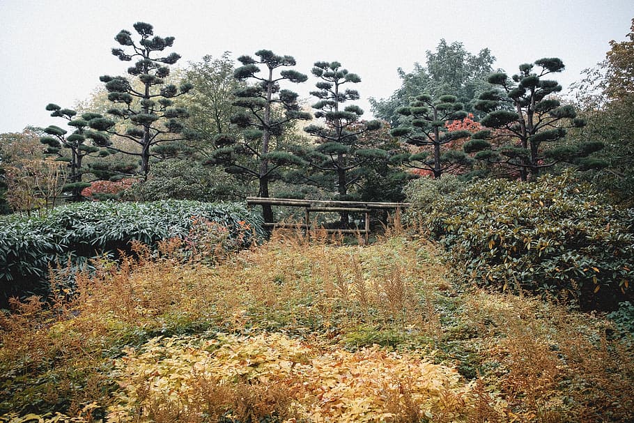 arbustos no parque, outono, fundo, belo, arbusto, projeto, jardinagem, grama, verde, japão