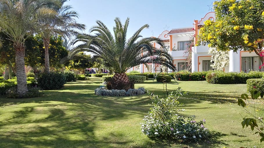 palm trees, garden, nature, plant, hotel complex, tree, built structure, architecture, building exterior, palm tree