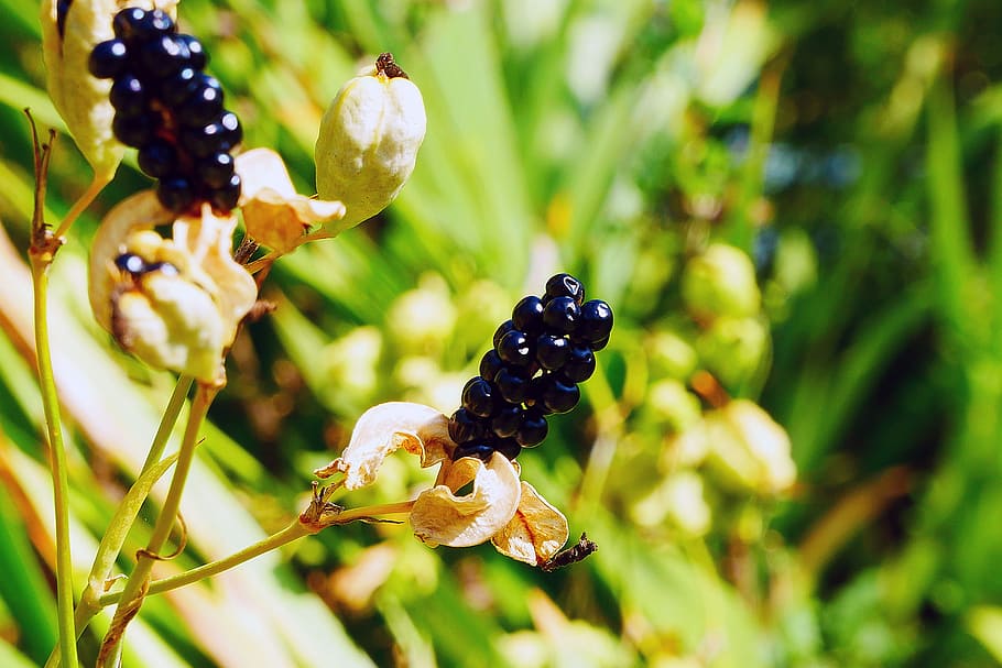 black, berry, dihabiskan, bunga, hias, tanaman iris domestica, umumnya, dikenal, leopard lily, blackberry lily