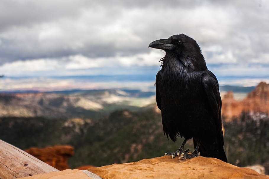 crow, raven, bird, black, animal, nature, feather, wildlife, symbol, wild