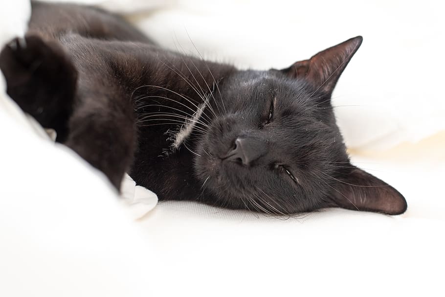 anak kucing, kucing, kucing hitam, tidur, tempat tidur, putih, alam, potret, hitam dan putih, bulu