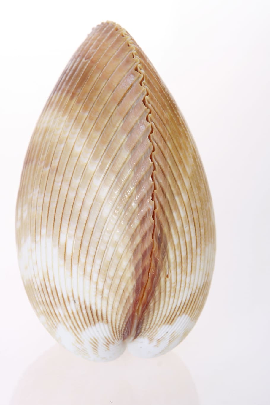 bone, close-up, closeup, coast, coastline, cockle-shell, conch, coral, cowrie, detail