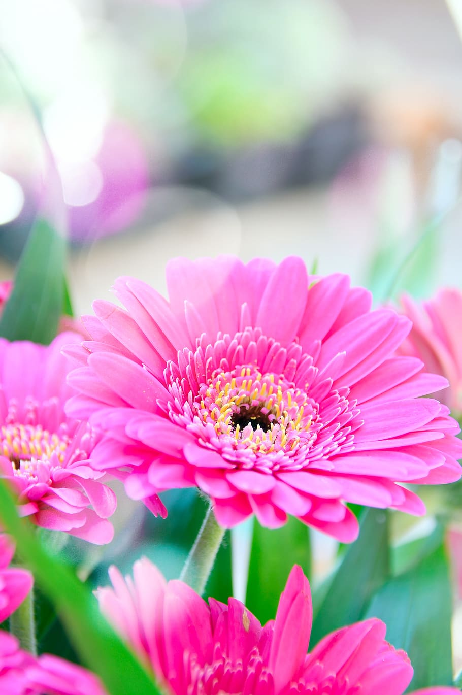pink, gerbera, bunga merah muda, pink gerbera, bunga, alam, dekorasi, romantis, karangan bunga, warna