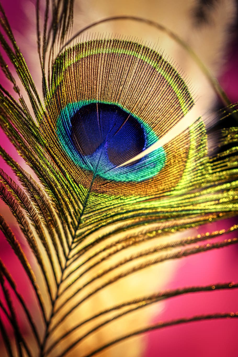 peacock feather, colorful, peacock, feather, iridescent, plumage, nature, pattern, pride, color