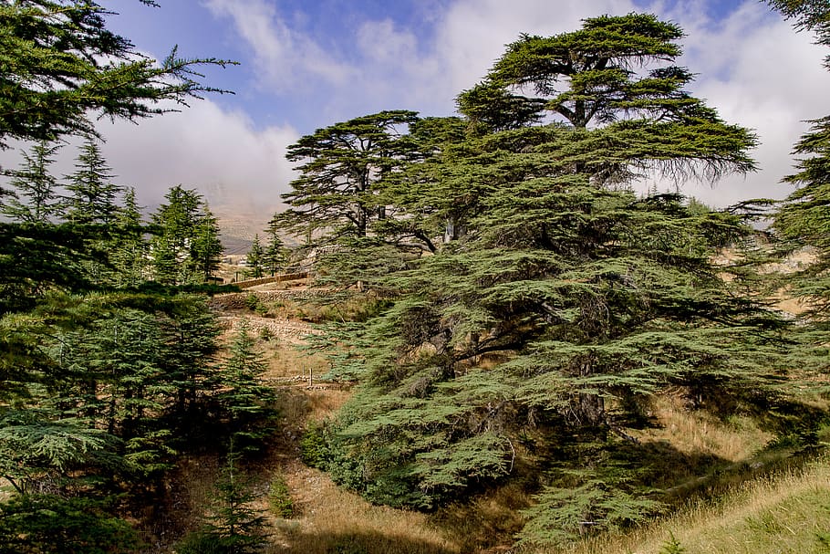 tree, cedar, ancient, wood, countryside, mountain, lebanon, plant, growth, sky