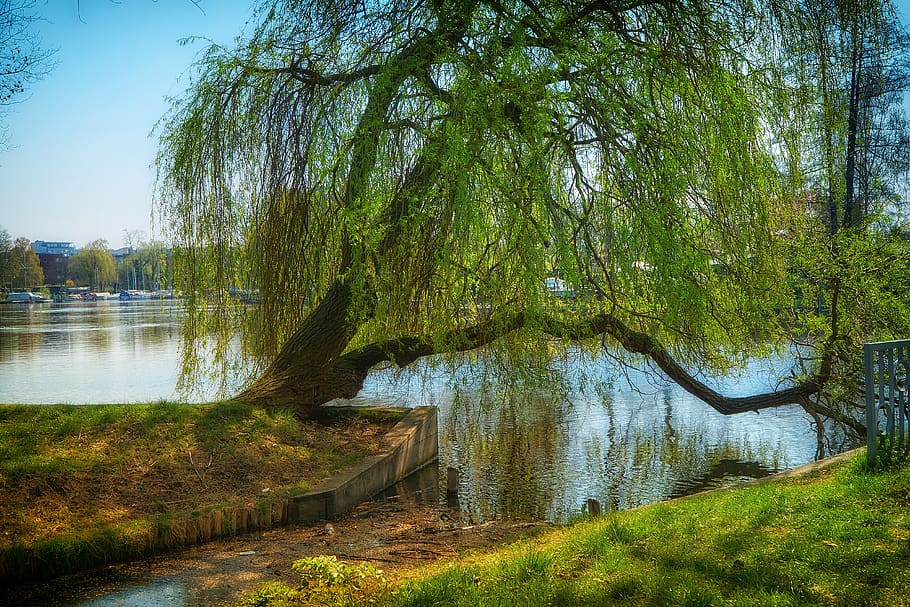 landscape, pasture, spree, nature, green, tree, water, plant, growth, beauty in nature