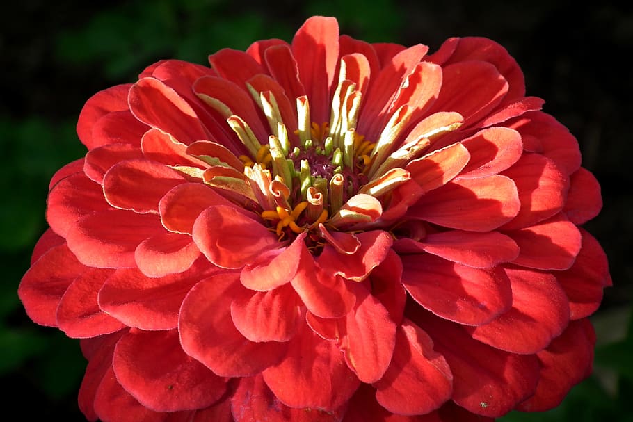 Red Zinnia Flower