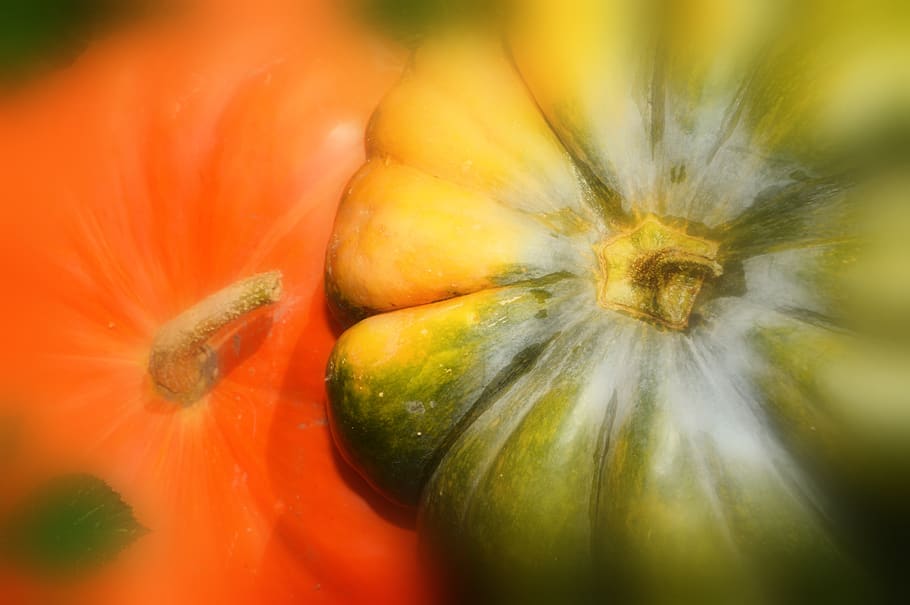 pumpkin, vegetables, fall, colorful, halloween, decoration, october, orange, green, pumpkin green