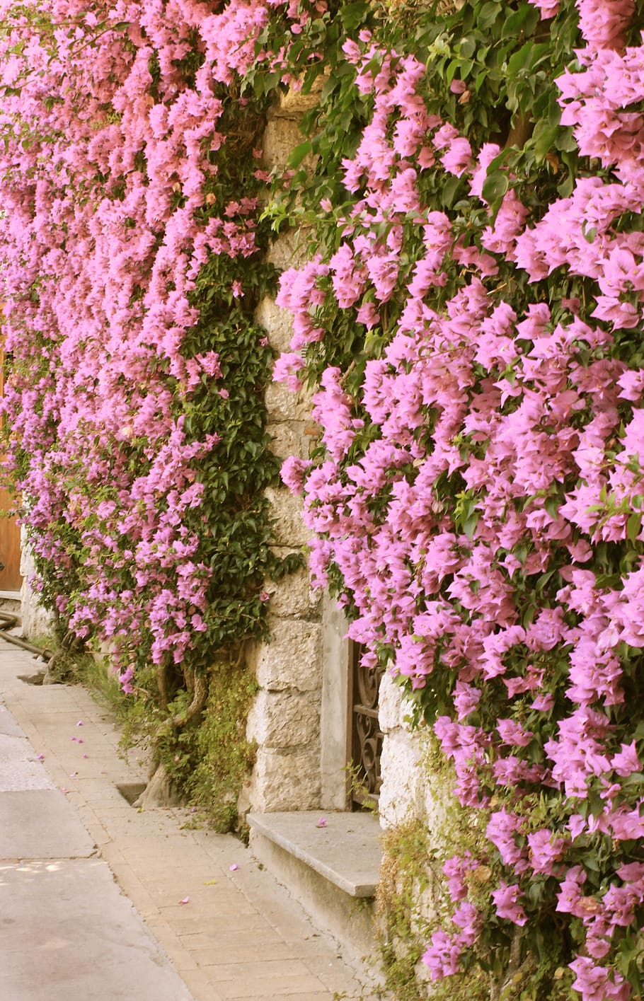 capri, buganvílias, rosa, antiga, parede, flor, flores, verão, pétalas, cor