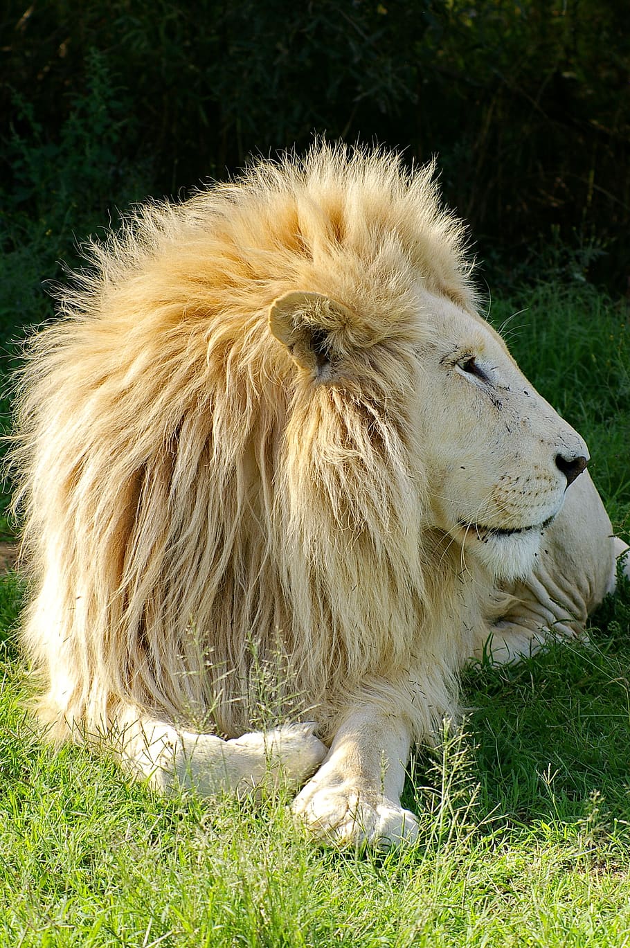 lion, white lion, animal, males, predator, mane, nature, big cat, cat, white