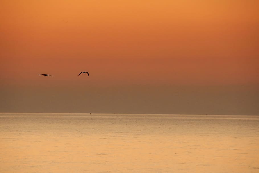 sunset, ocean, orange, sky, peace, pigeon, nature, silhouette, beach, dream