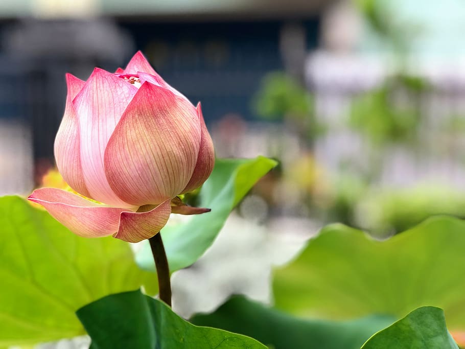 lotus, bud, green leaves, beauty, looking forward to, thriving, flower, flowering plant, beauty in nature, plant