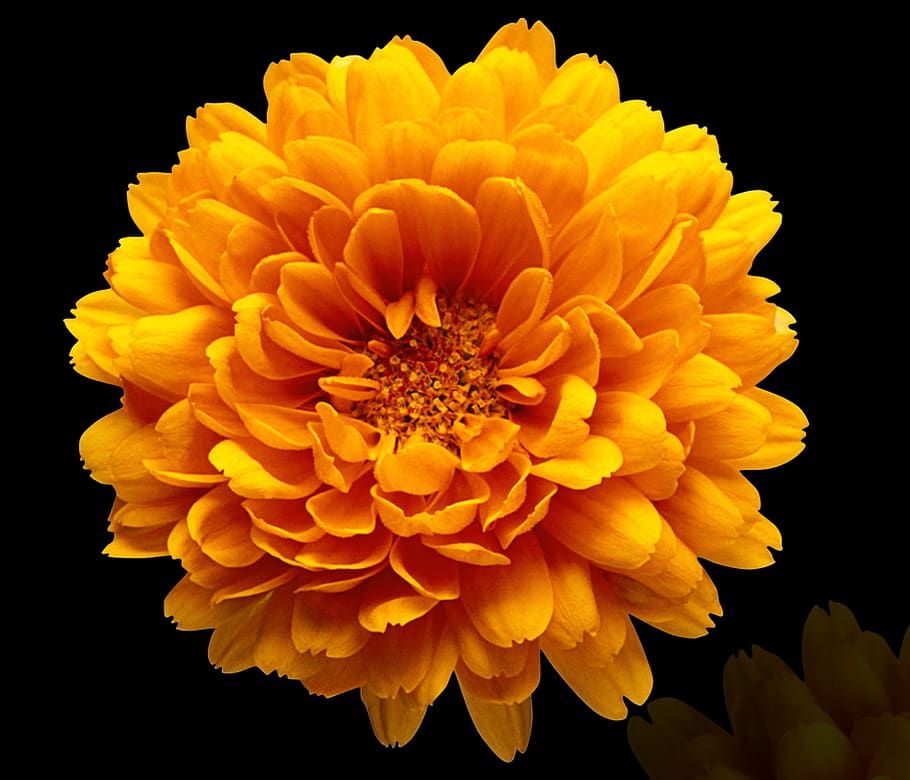 flower, nature, petal, plant, yellow flower, black background, flowers, spring, romantic, reflection