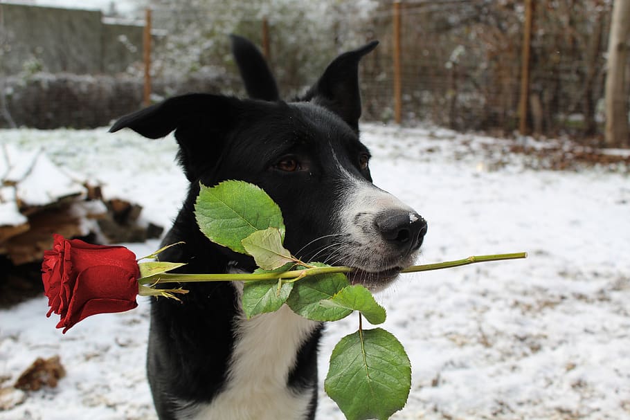 dog, rose, snow, flower, winter, love, animal, pets, domestic animals, domestic