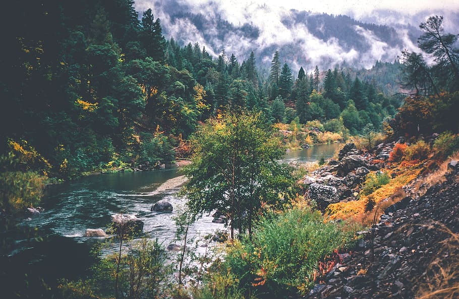 view, creek, autumn, fall, flowing, green, matte, mist, mountain, park