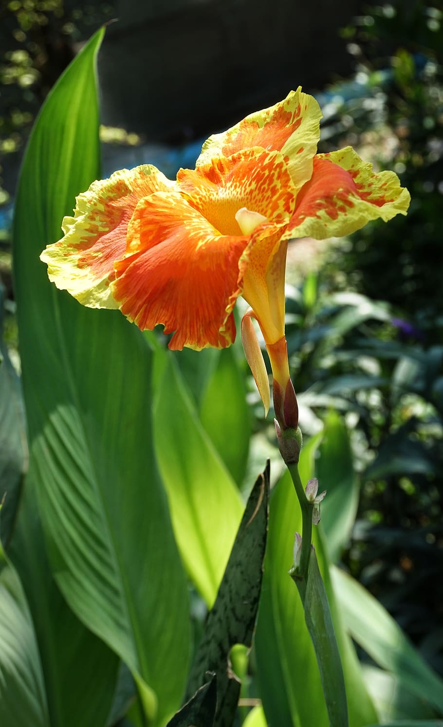 canna lily, lily, orange, red, nature, flower, flora, leaf, bright, summer