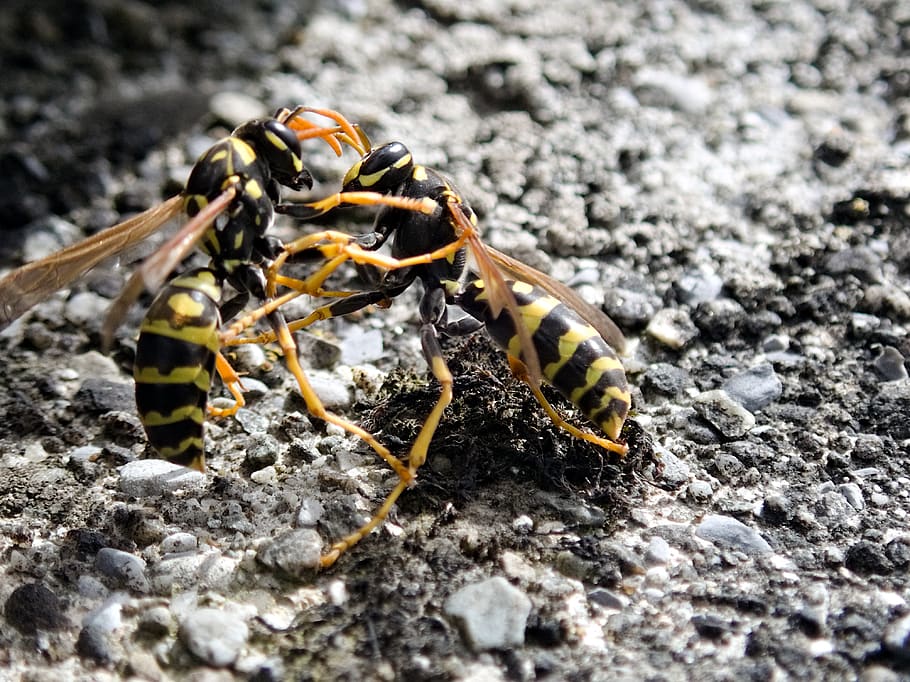 wasps, insect, fight, argue, dispute, close up, macro, yellow, animal themes, animals in the wild