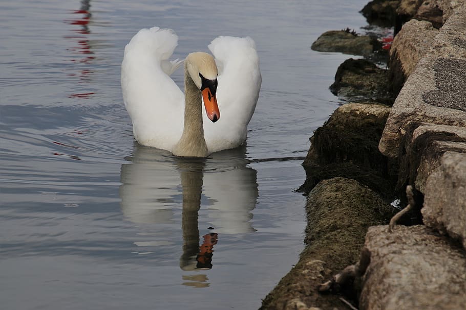 beak, bird, rocks, swan, wing, quiet, white, pen, water, the elegance