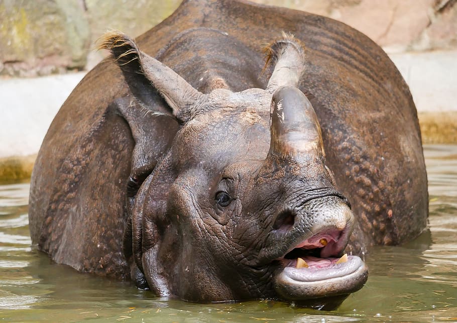 animals, rhino, indian rhinoceros, thick skin, horn, africa, pachyderm, sweating, swim, refreshment