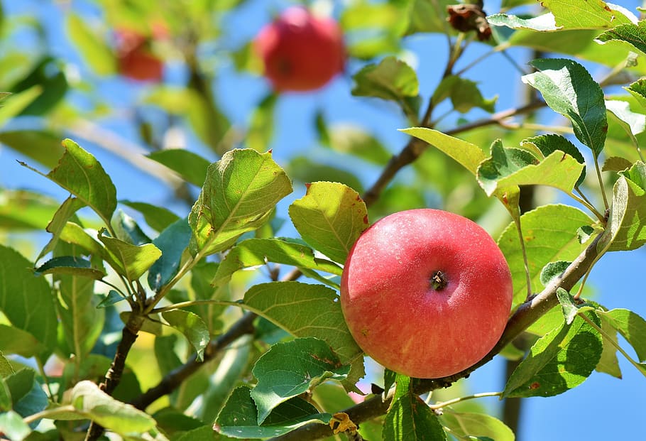 apple, apple tree, fruit, apple orchard, branch, fruit trees, apfelernte, tree, kernobstgewaechs, ripe