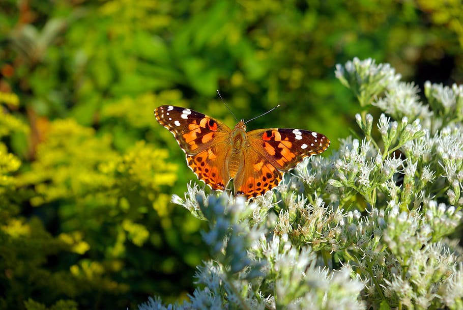 butterfly on flowers, plant, flowering, american painted lady, painted lady, insect, bloom, blossom, nature, bug