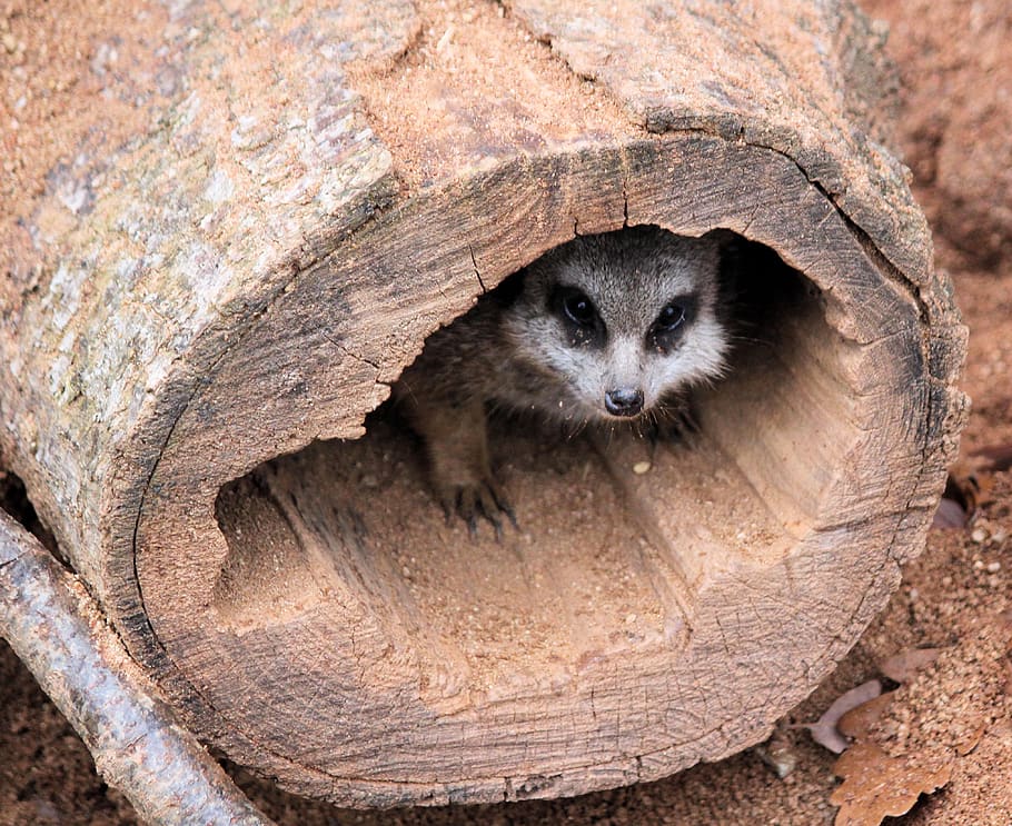 meerkat, stash, nora, shelter, peek-a-boo, pet, animal, stump, african, wooden
