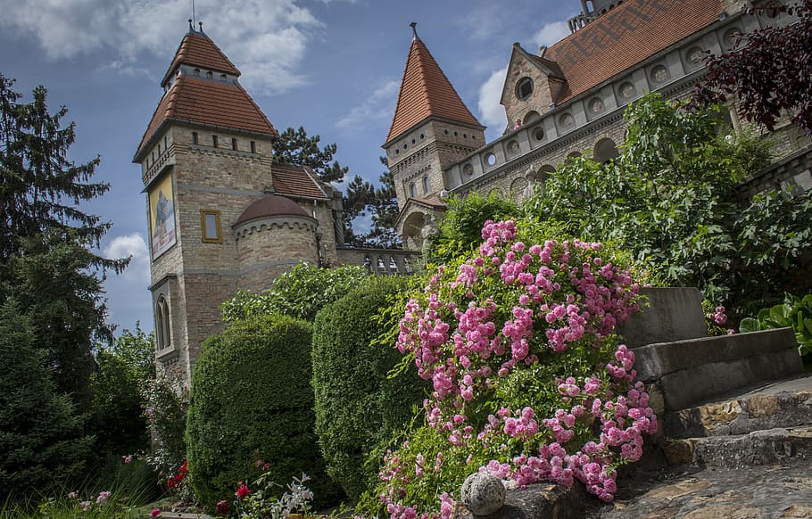 Prague Castle роза. Stockholm Castle роза. Растения в замке. Крепость Роуз.