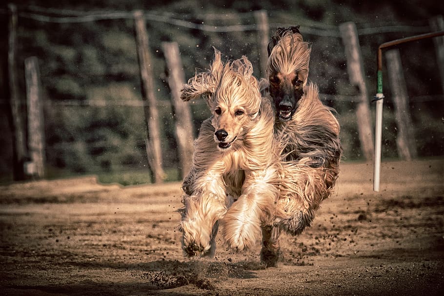 dog, dog racing, greyhounds, race, sport, hundesport, racecourse, rabbit hunting, hunt, run