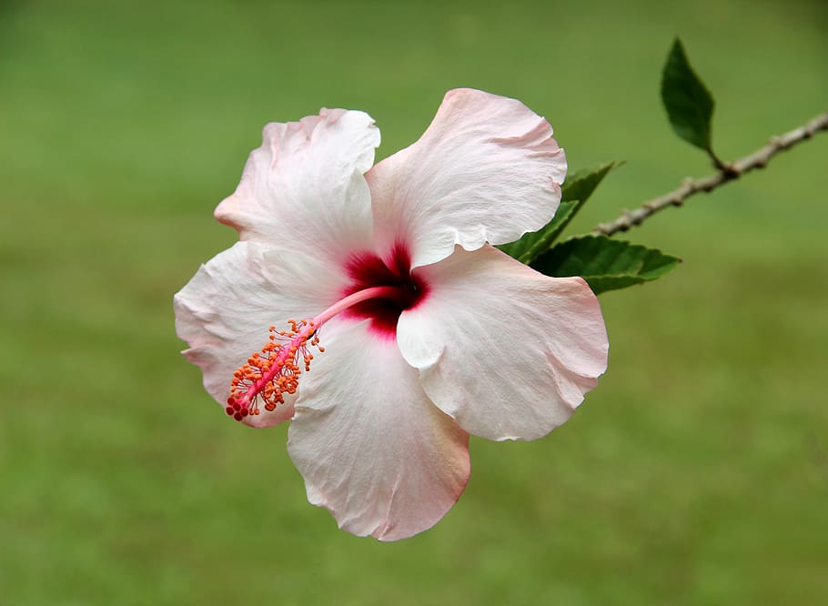 flower, tropical, flowers, plant, floral, nature, flora, hibiscus, spring, rosa
