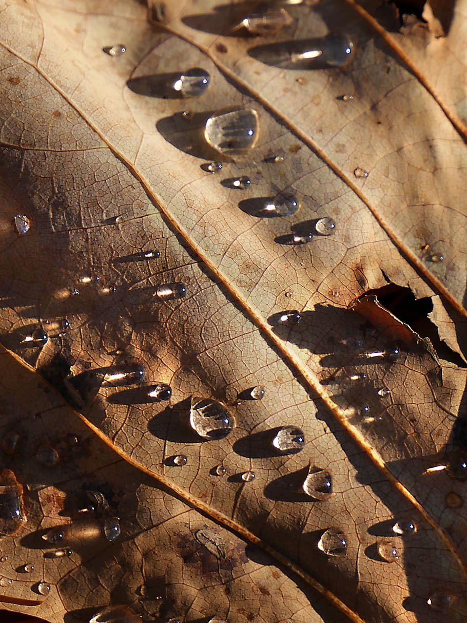 leaf, water, drop, nature, plants, wet, tree, droplets, dew, waterpolo