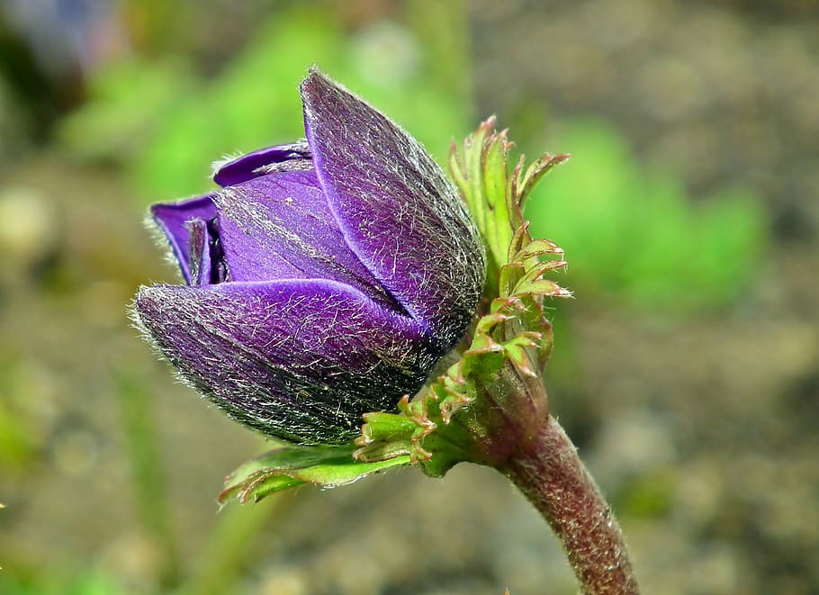 anemone, bud, flower, blue, thriving, garden, nature, closeup, spring, plant