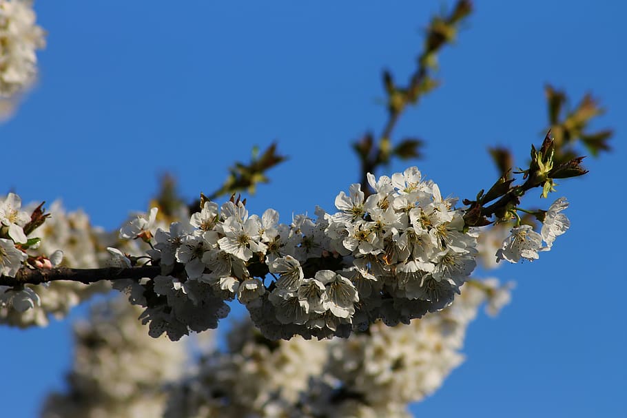 Что зацветает в апреле. Апрель цветение. Урал цветение апрель. Сколько длится цветение весной.