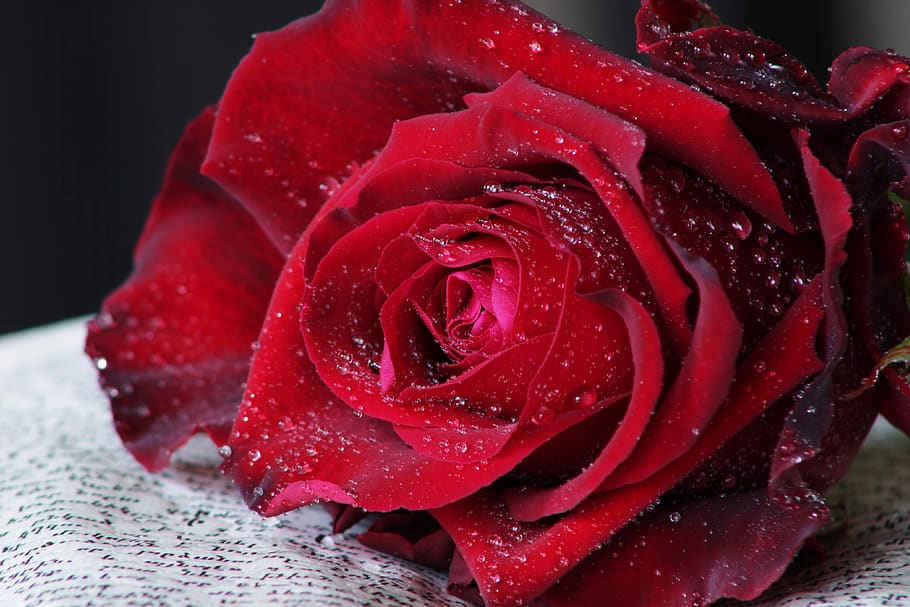 red rose, book, feeling, passion, rose, flower, drops, rose blooms, roses, love