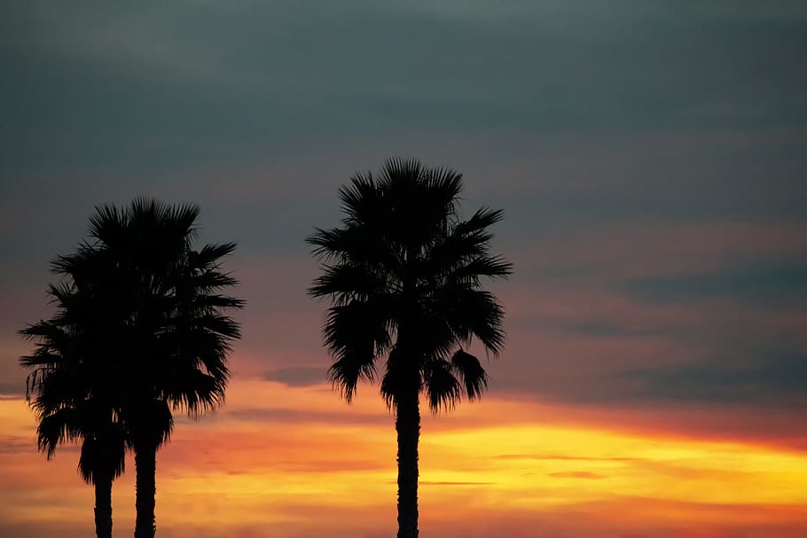 palms, dawn, sky, clouds, totana, murcia, sunset, palm tree, cloud - sky, silhouette