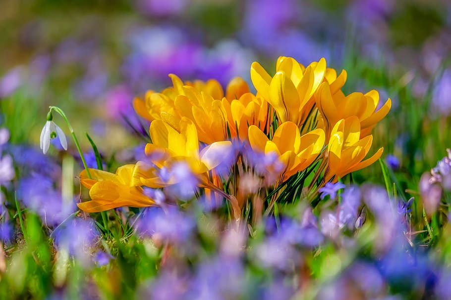 açafrão, flor, amarelo, flora, primavera, natureza, açafrão da primavera, planta, início das flores, prenúncio da primavera