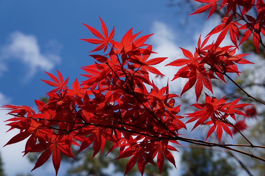estação, folha, árvore, natureza, flora, bordo vermelho, bordo japonês, jardim, planta, natural