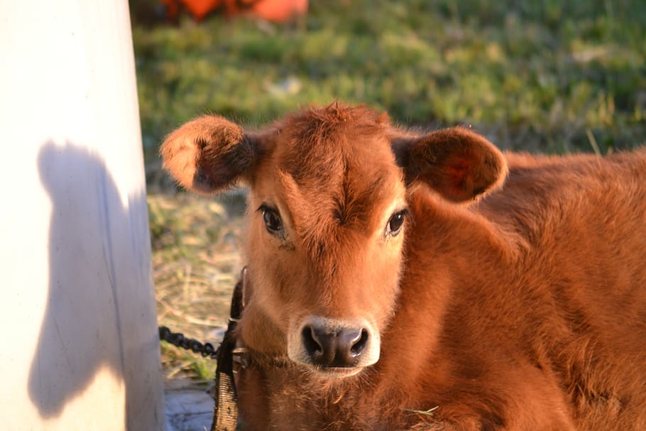 sapi, betis, sapi coklat, sapi jersey, hewan bayi, susu, perusahaan susu, bayi, tanah pertanian, negara