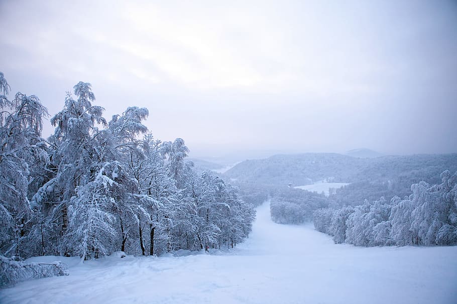 tree, winter, wintertime, snow, mountain, ski, resort, summit, white, panorama