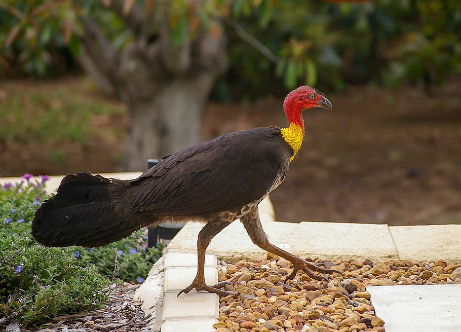 Brush Turkey Bird Black Yellow Red Native Alectura Lathami